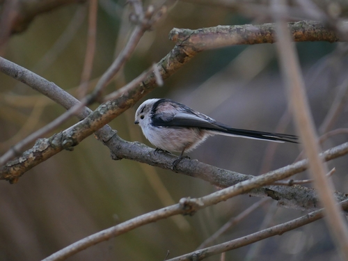 Continental Long-tailed Tit