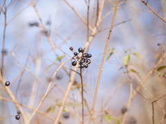 Ligustrum vulgare
