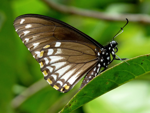 Common Mime Swallowtail photo 3