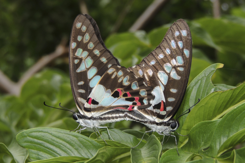 Common Jay photo 3