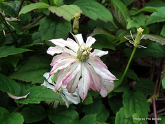 Clematis montana