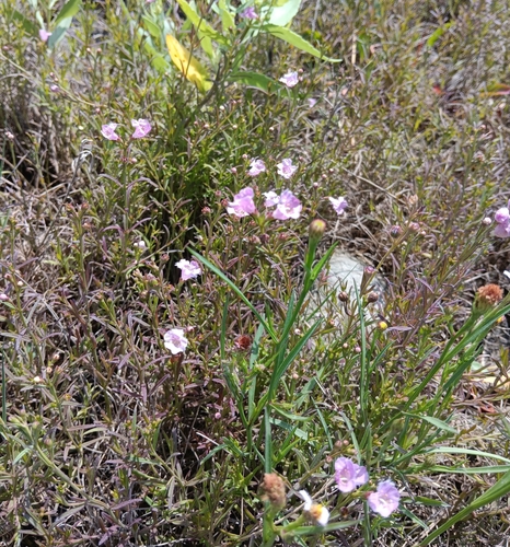 Image of Agalinis maritima by (c) Tyler Ekholm, some rights reserved (CC BY)