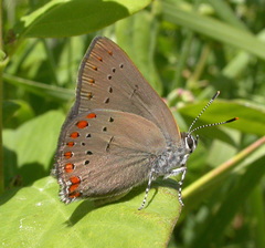 Satyrium titus