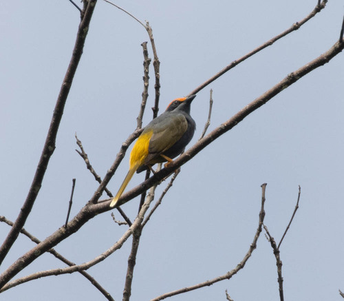 Fiery-browed Starling (Enodes erythrophris), photo 1