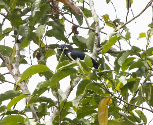 Sulawesi Myna (Basilornis celebensis), photo 4