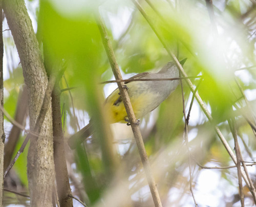 Sulphur-vented Whistler (Pachycephala sulfuriventer), photo 5