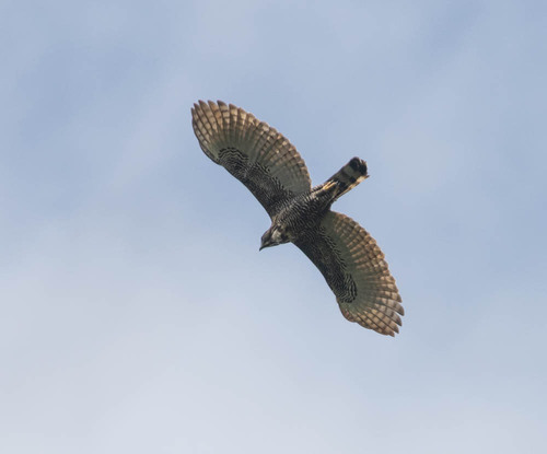 Sulawesi Hawk-Eagle (Nisaetus lanceolatus), photo 7