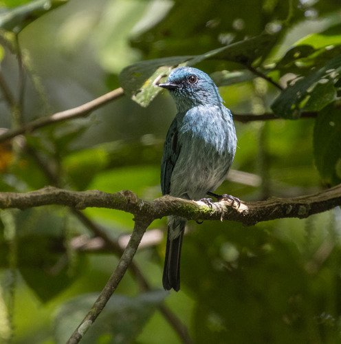 Turquoise Flycatcher (Eumyias panayensis), photo 6