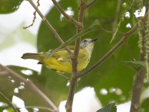 Sulawesi Heleia (Heleia squamiceps), photo 8