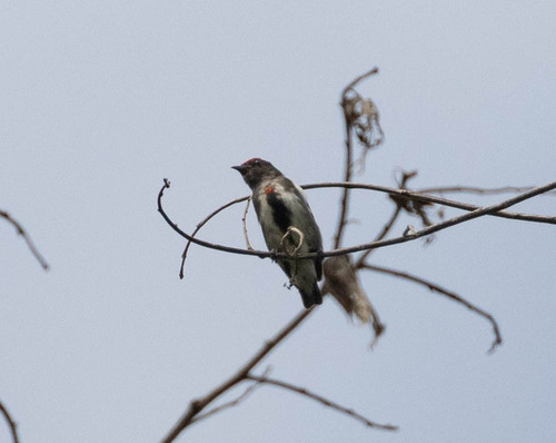 Crimson-crowned Flowerpecker (Dicaeum nehrkorni), photo 4