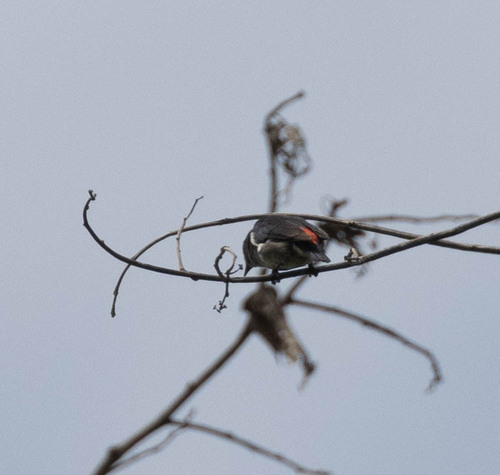 Crimson-crowned Flowerpecker (Dicaeum nehrkorni), photo 5