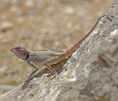 Dhofar Rock Agama photo 4