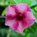 Allamanda - Photo (c) mieked, some rights reserved (CC BY-NC)