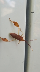 Chondrocera laticornis