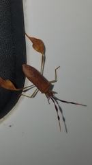 Chondrocera laticornis