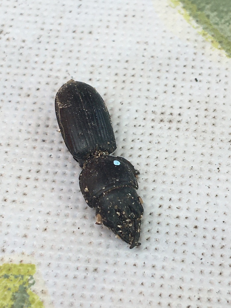 Big-headed Ground Beetle from Wooster St, Milford, CT, US on August 13 ...