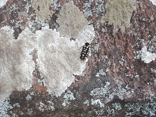 Lystrenia dyrceae