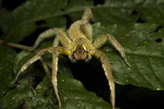 Phoneutria boliviensis