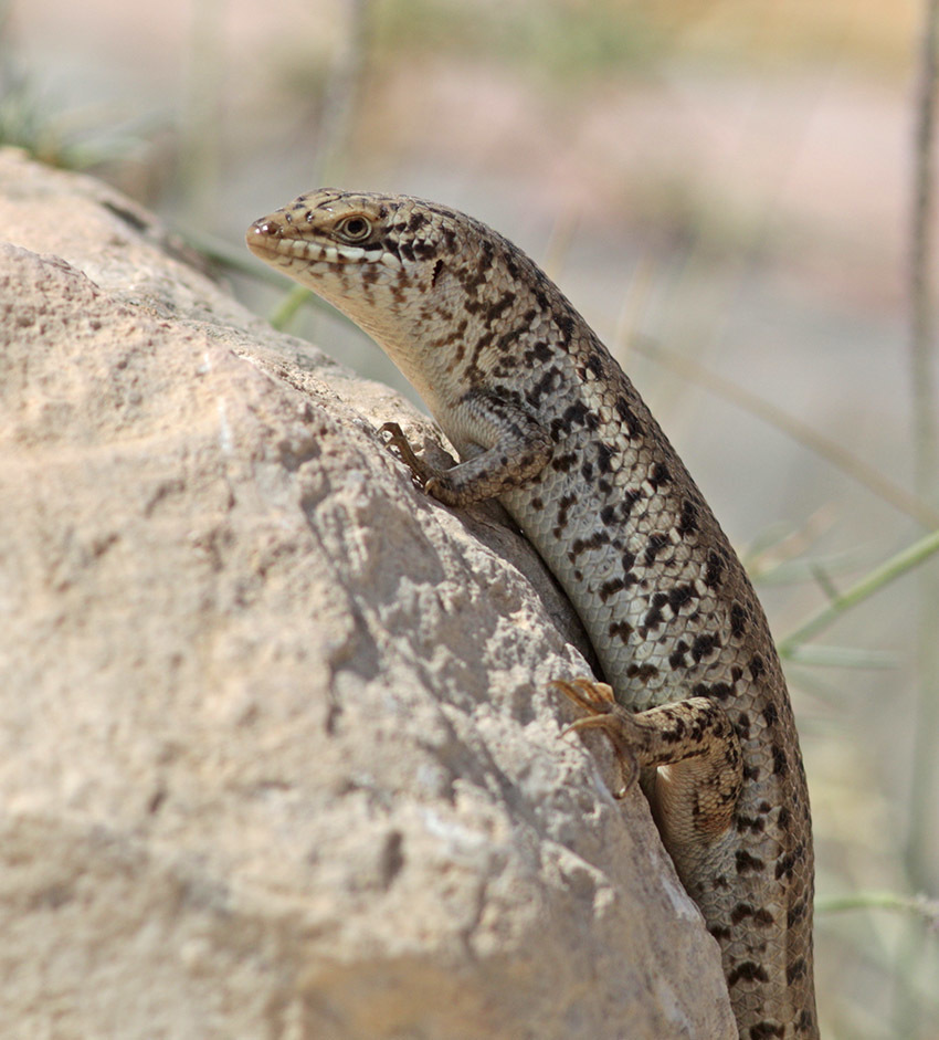 Short-Necked Skink