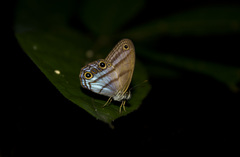 Amiga arnaca