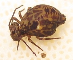 Ptenothrix renateae