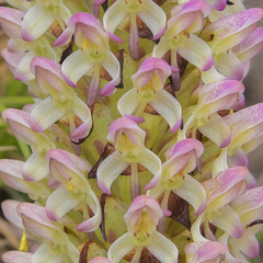 Disa fragrans