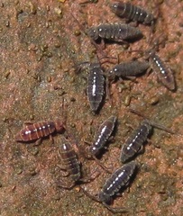 Hydroisotoma schaefferi