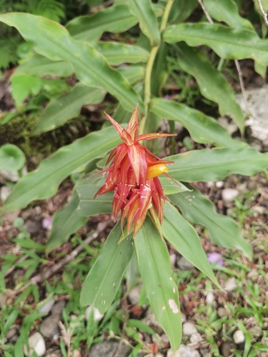 Image of Costus comosus by (c) Eduardo Chacón Madrigal, some rights reserved (CC BY)