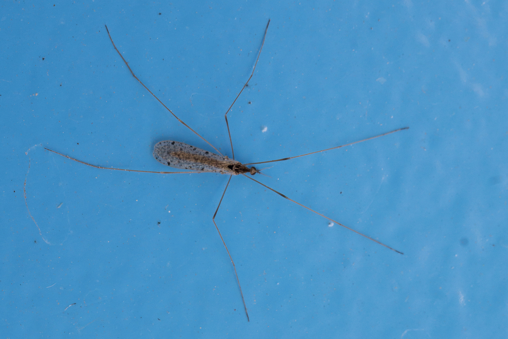 Rhipidia microsticta
