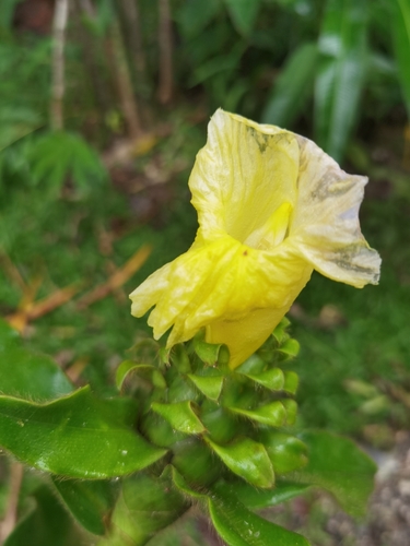 Costus villosissimus, photograph 6