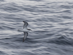 Pterodroma cookii