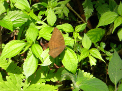 Tanaecia
