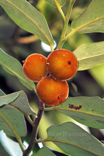 Diospyros blancoi