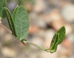 Rhynchosia ciliata
