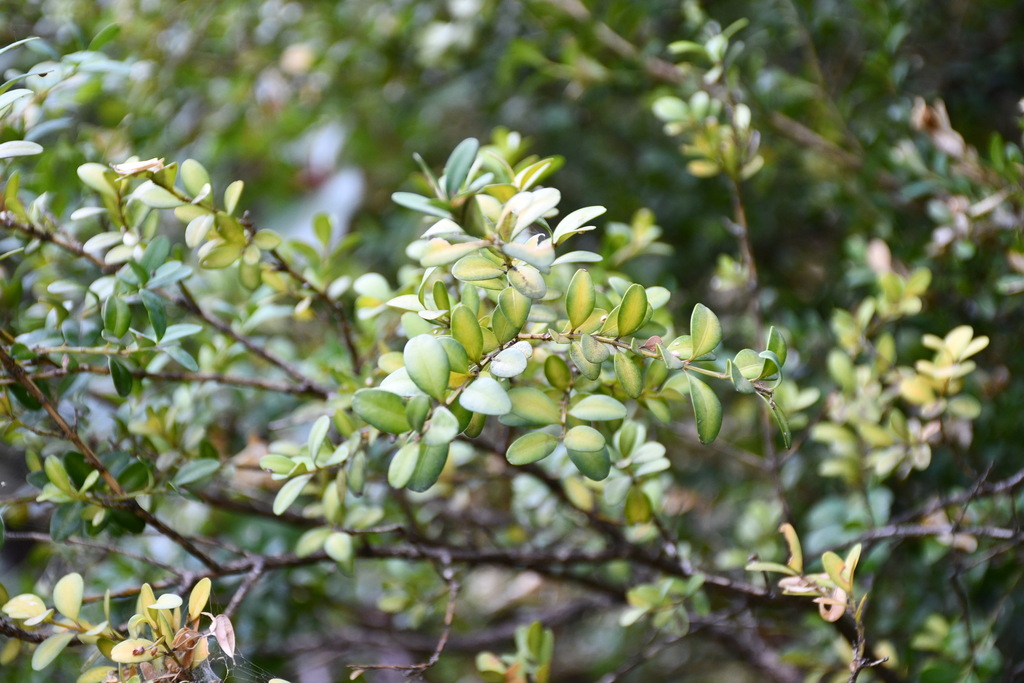 Buxus sempervirens leaves close-up
