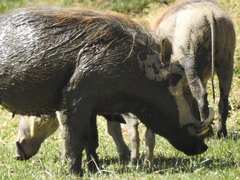 Phacochoerus africanus massaicus