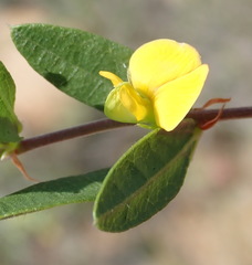 Rhynchosia ciliata