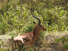 Aepyceros melampus melampus