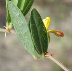 Rhynchosia ciliata