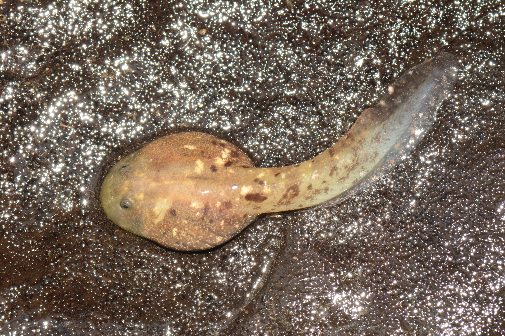 Insuetophrynus