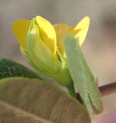 Rhynchosia ciliata