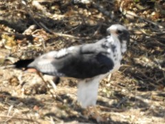 Buteo augur