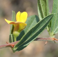Rhynchosia ciliata