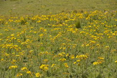 Berkheya multijuga