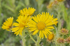 Berkheya multijuga