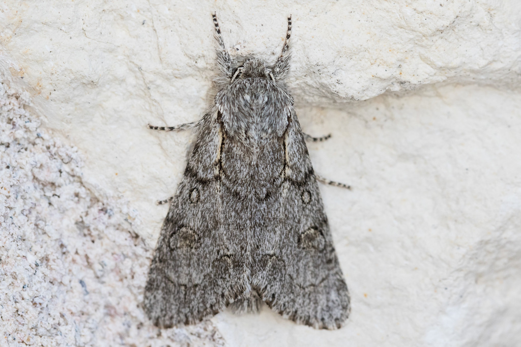 Acronicta tota