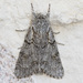 Acronicta tota - Photo (c) Greg Lasley, some rights reserved (CC BY-NC), uploaded by Greg Lasley