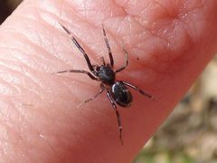Liophrurillus flavitarsis