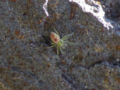 Nigma puella