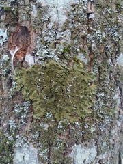 Melanelixia glabratula